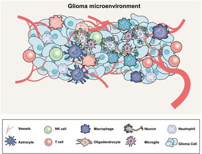 The antitumor action of endocannabinoids in the tumor microenvironment of glioblastoma